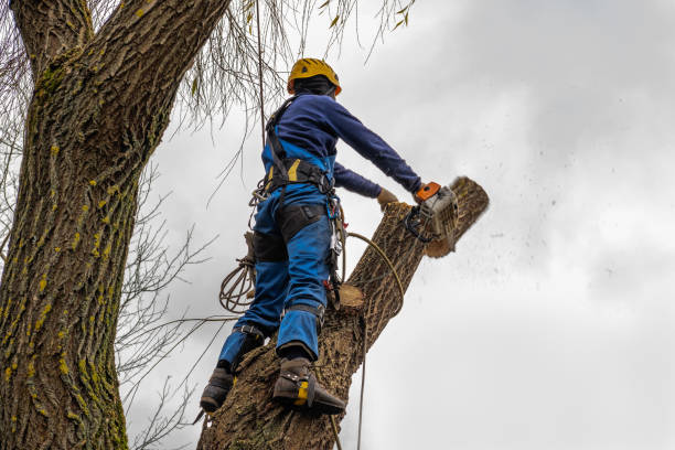 Best Tree Preservation Services  in San Rafael, CA