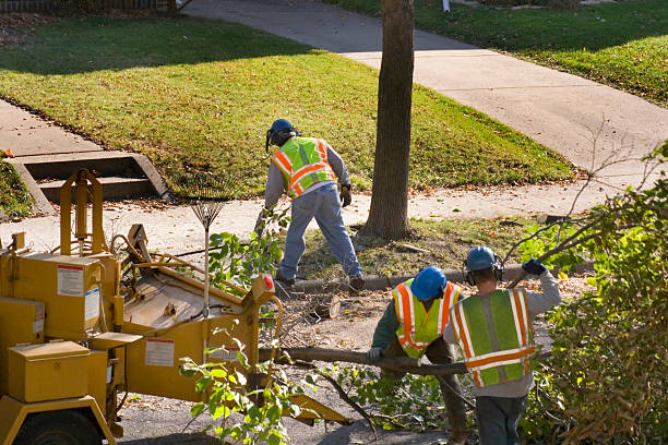 Reliable San Rafael, CA  Tree Services Solutions