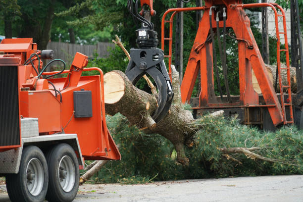 Best Emergency Tree Removal Services  in San Rafael, CA