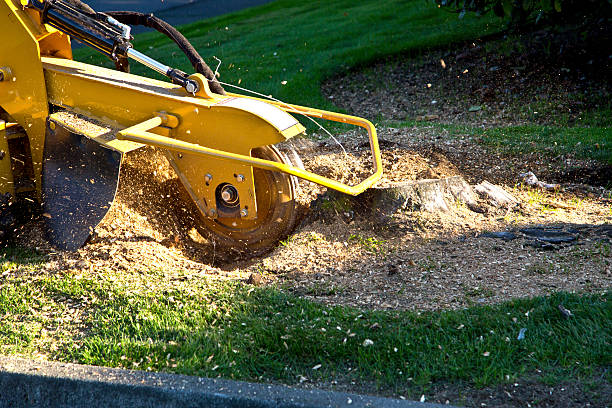 Best Commercial Tree Removal  in San Rafael, CA